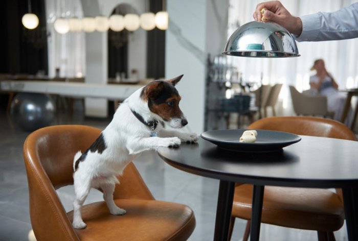 The best conditions for your pets - Boutique Hotel  «Naberezhnye Chelny 1626»